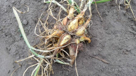 Goede vermeerdering van een sjalot.