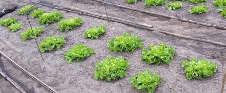 Lekkere andijvie mei 2015.