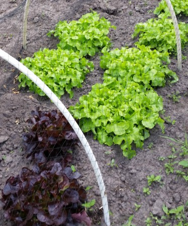 Groene - en eikenblad sla juni 2015