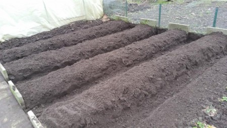 Het witte goud is vanaf eind april 4 tot 6 wkn te oogsten.( 2e jaars planten.) Volgend jaar van eind april t/m 24 juni.  