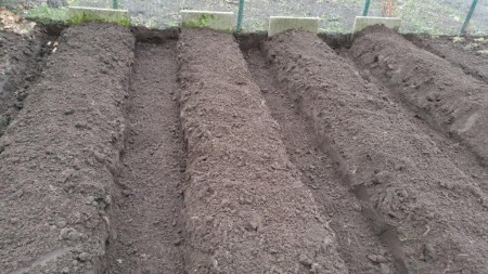 18m asperges, dat wordt 2x per week(min. 6 prsonen) flink smullen. Ik heb tussen de bedden een minimale afstand. Bedden 70 cm en tussen de bedden 45 cm.