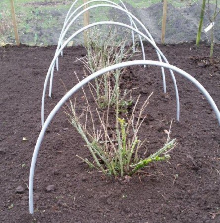 Tijdig een net erover enders zijn de kruisbessen heel snel weggevreten door de vogels.